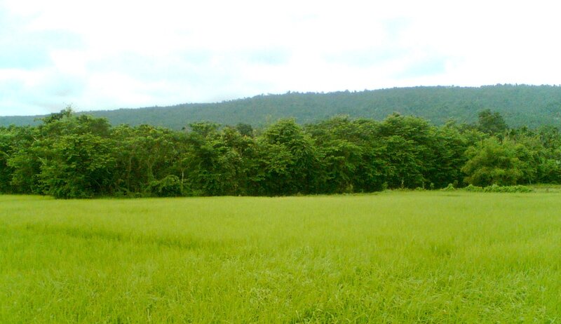 Green field with forest and hills
