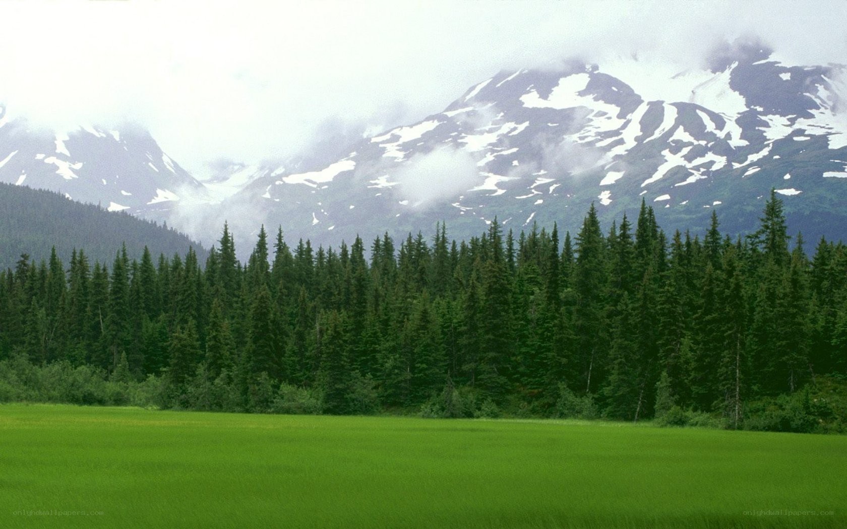 Green field with forest and mountains