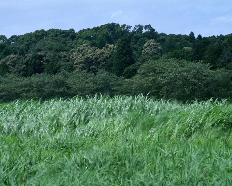 Green field with forest background