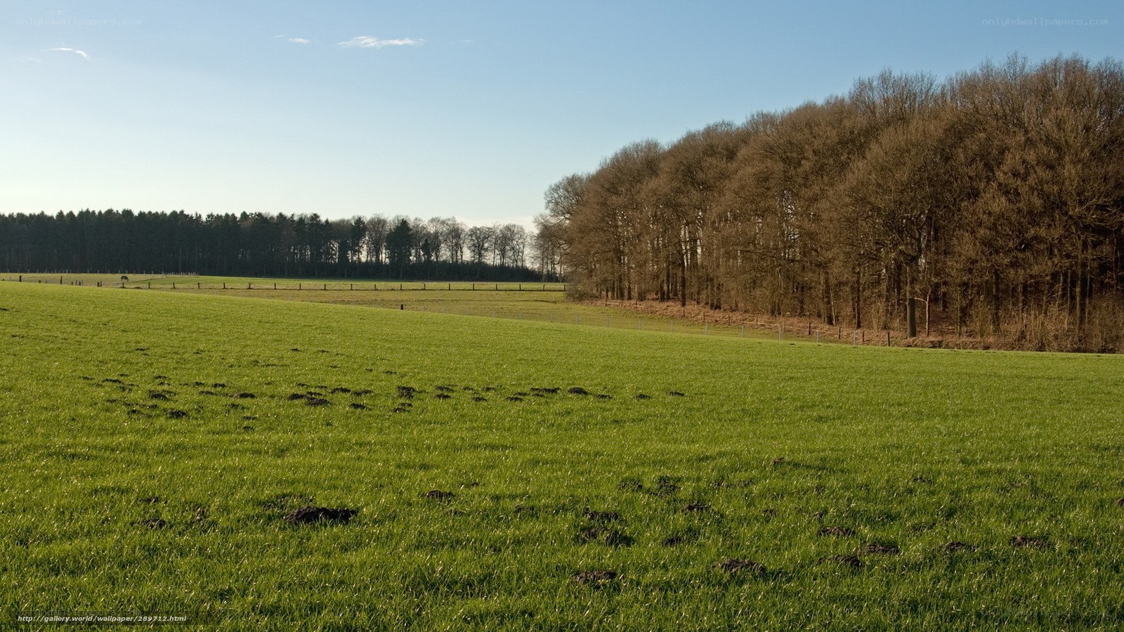 Green field with forest background
