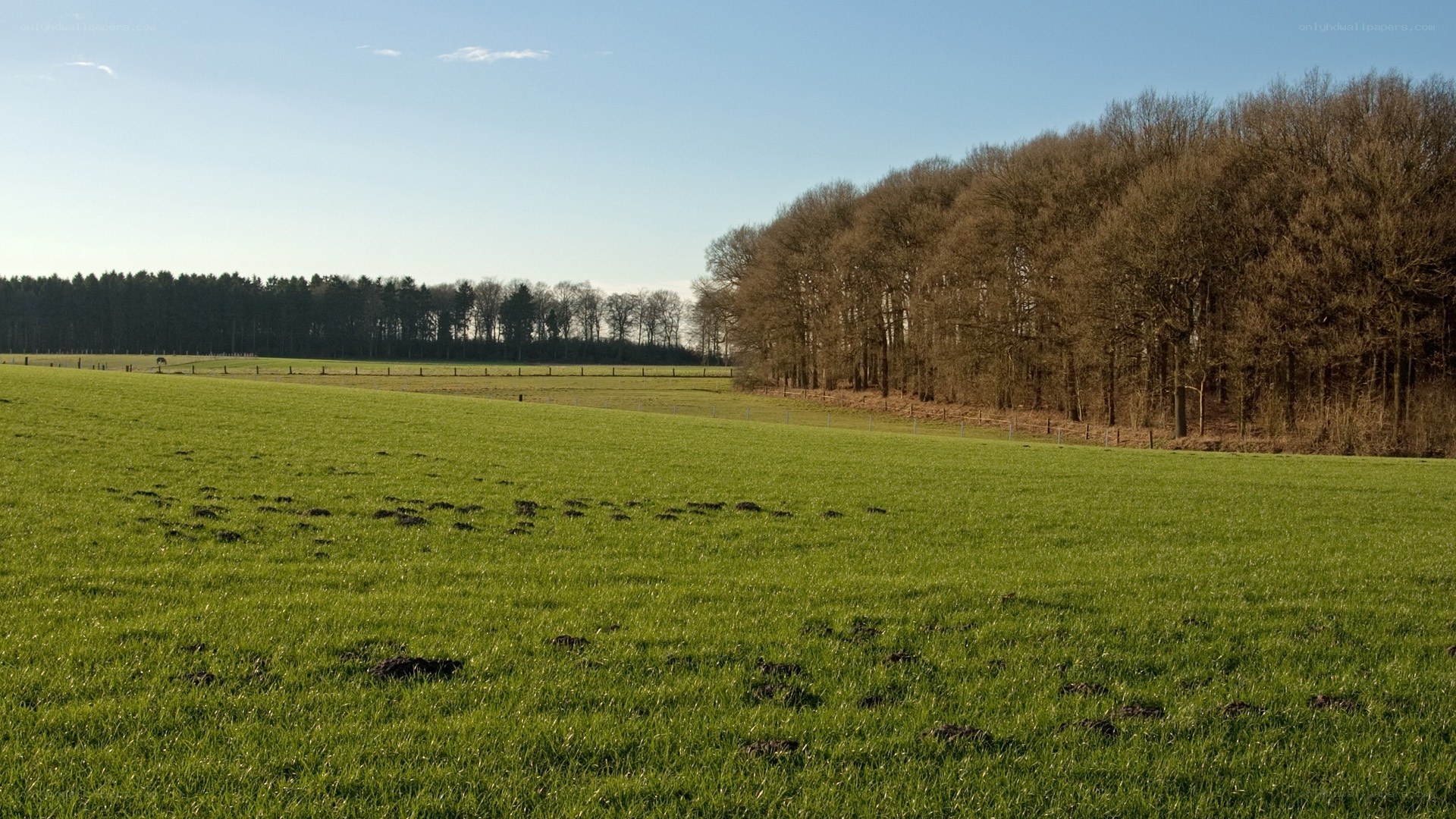 Green field with forest edge