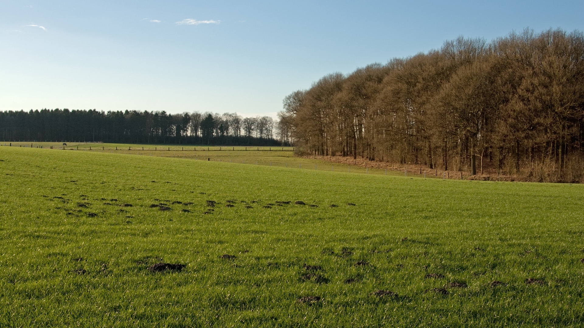 Green field with forest edge