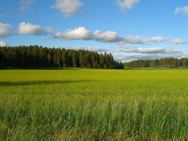 Green field with forest in background