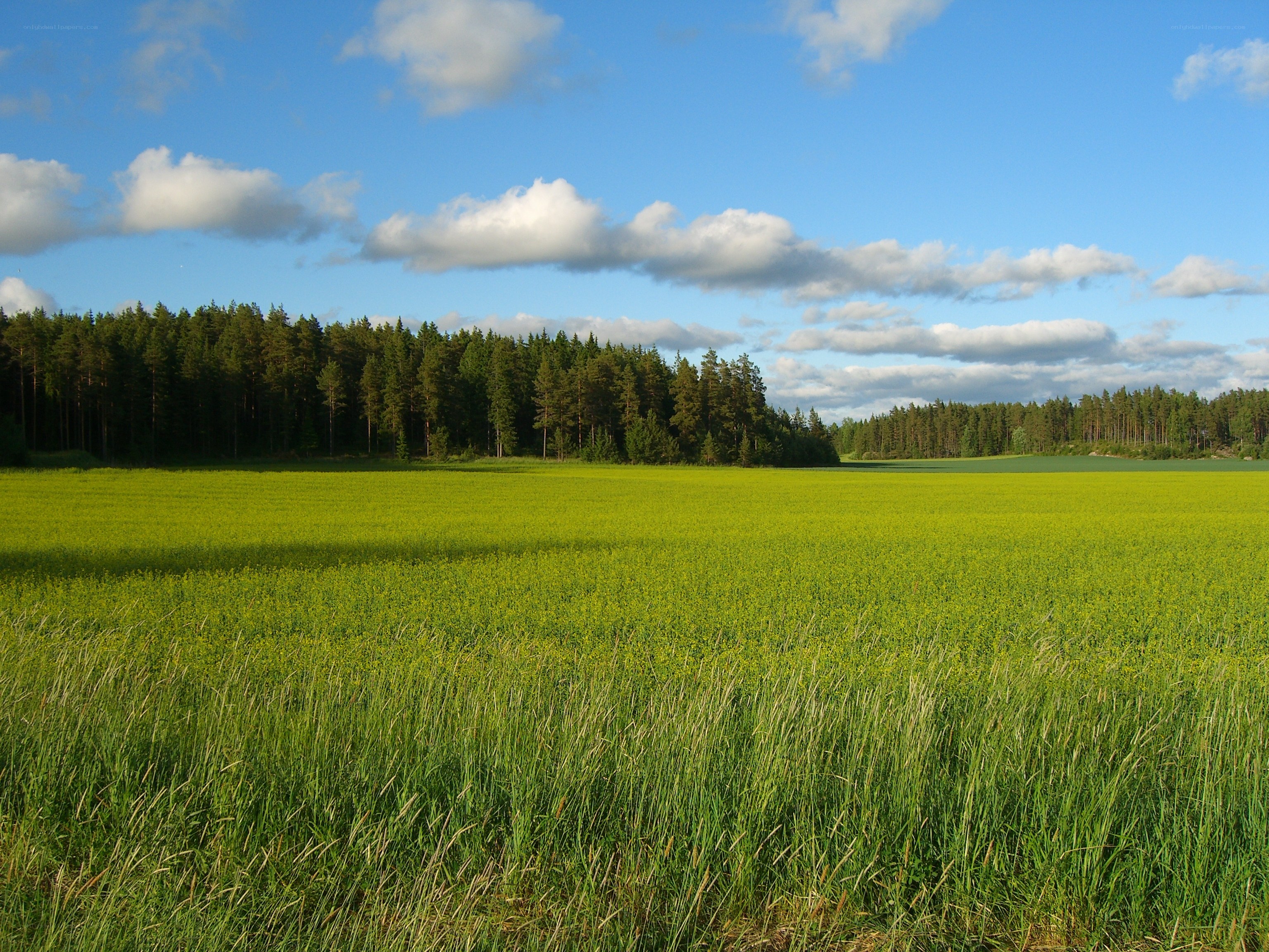 Green field with forest in background