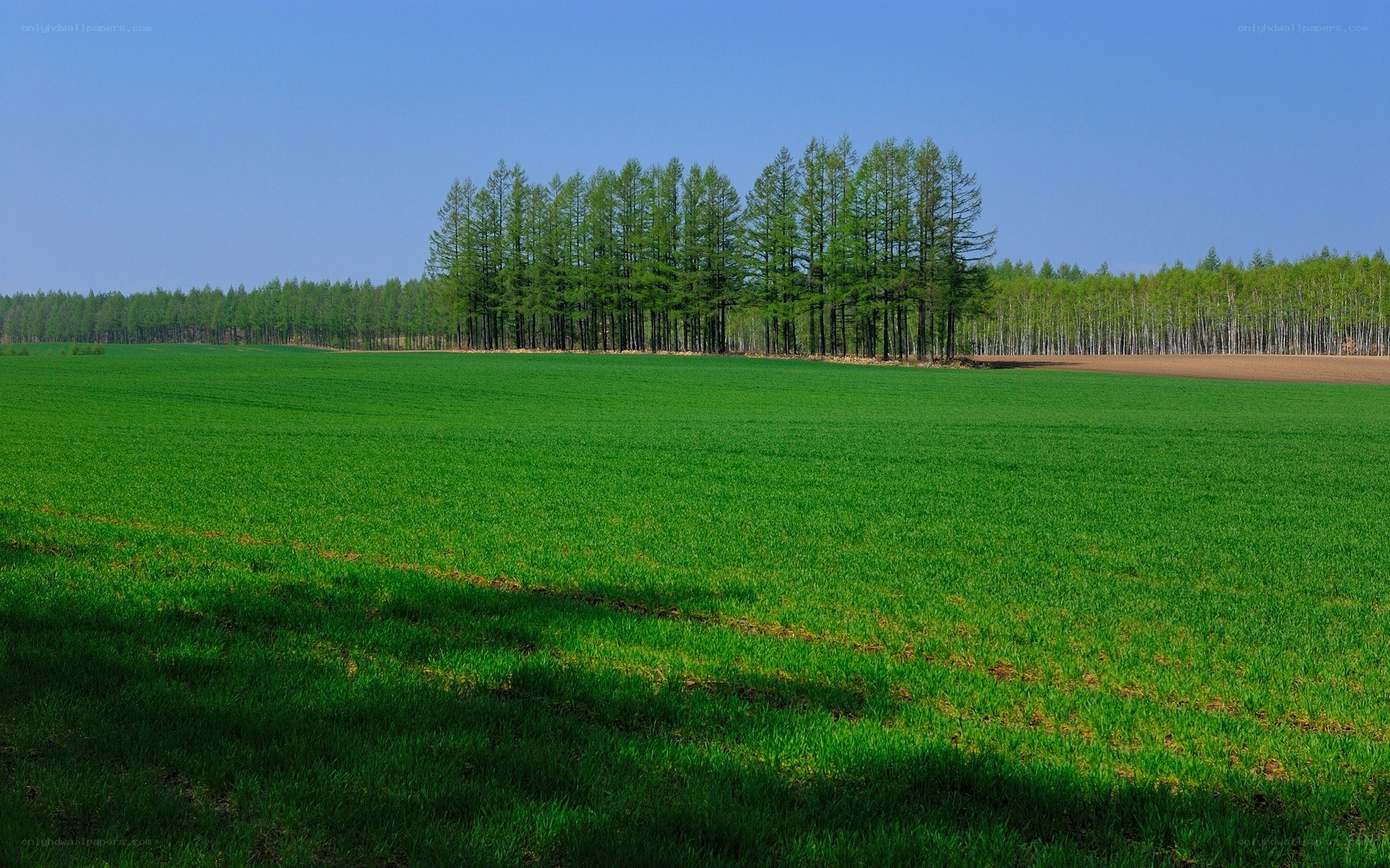 Green field with forest line