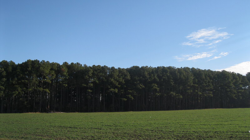 green field with forest line