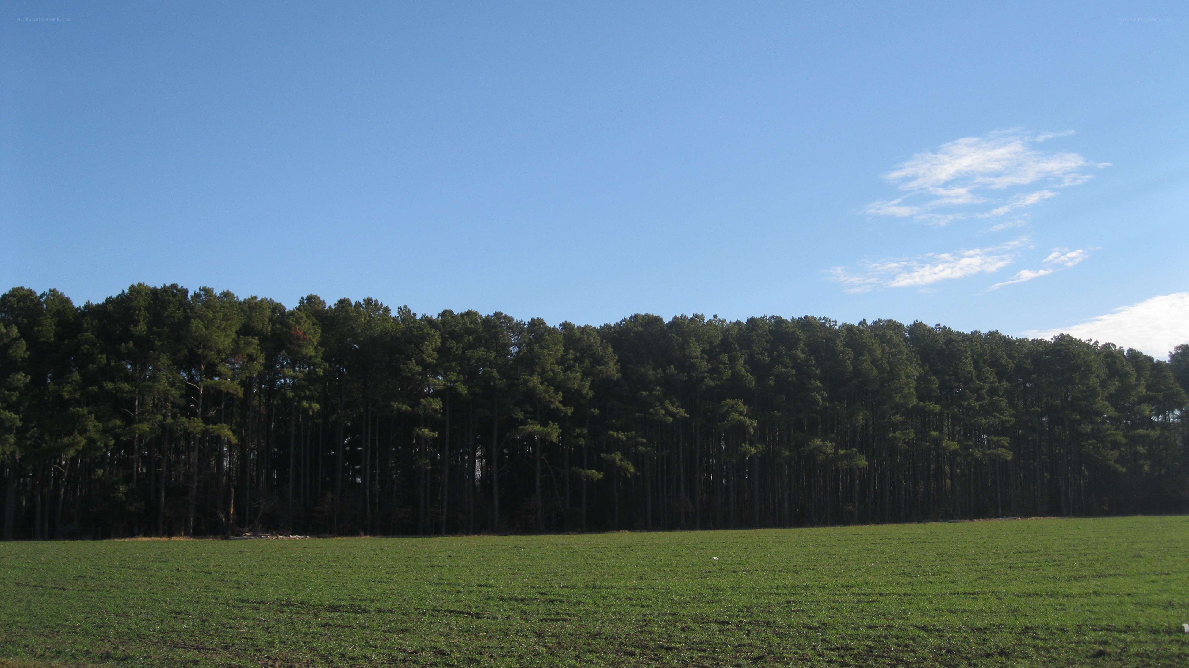 green field with forest line