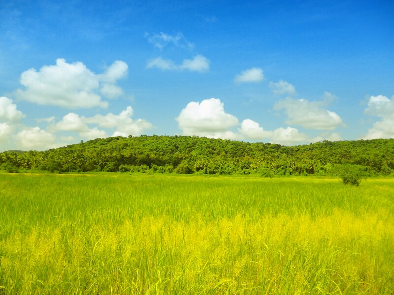 Green Field with Forest — Serene, Afternoon, Photograph