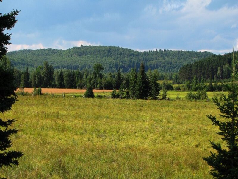Green Field with Forest — Serene, Afternoon