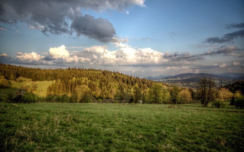 Green Field with Forest — Serene