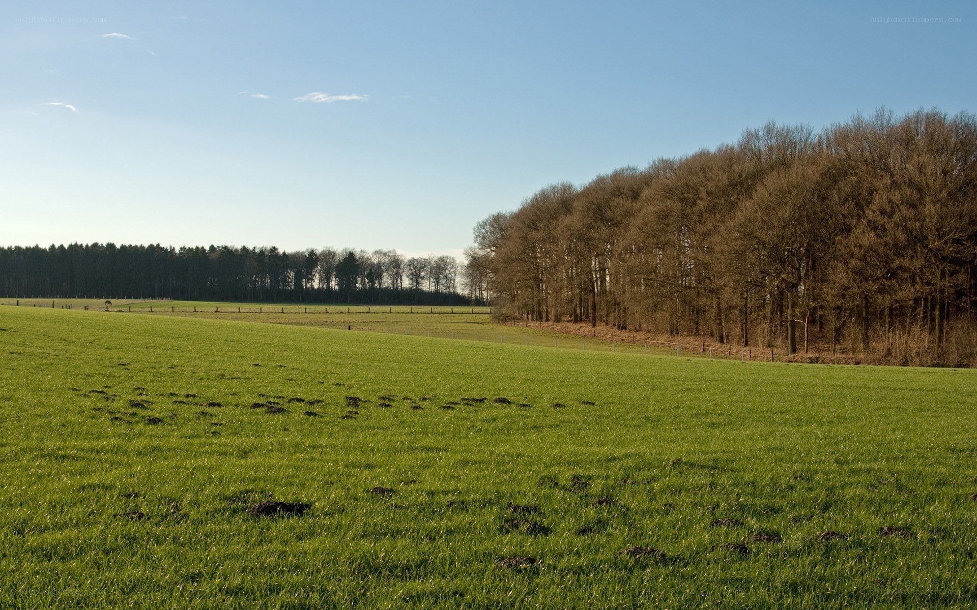 Green field with forest