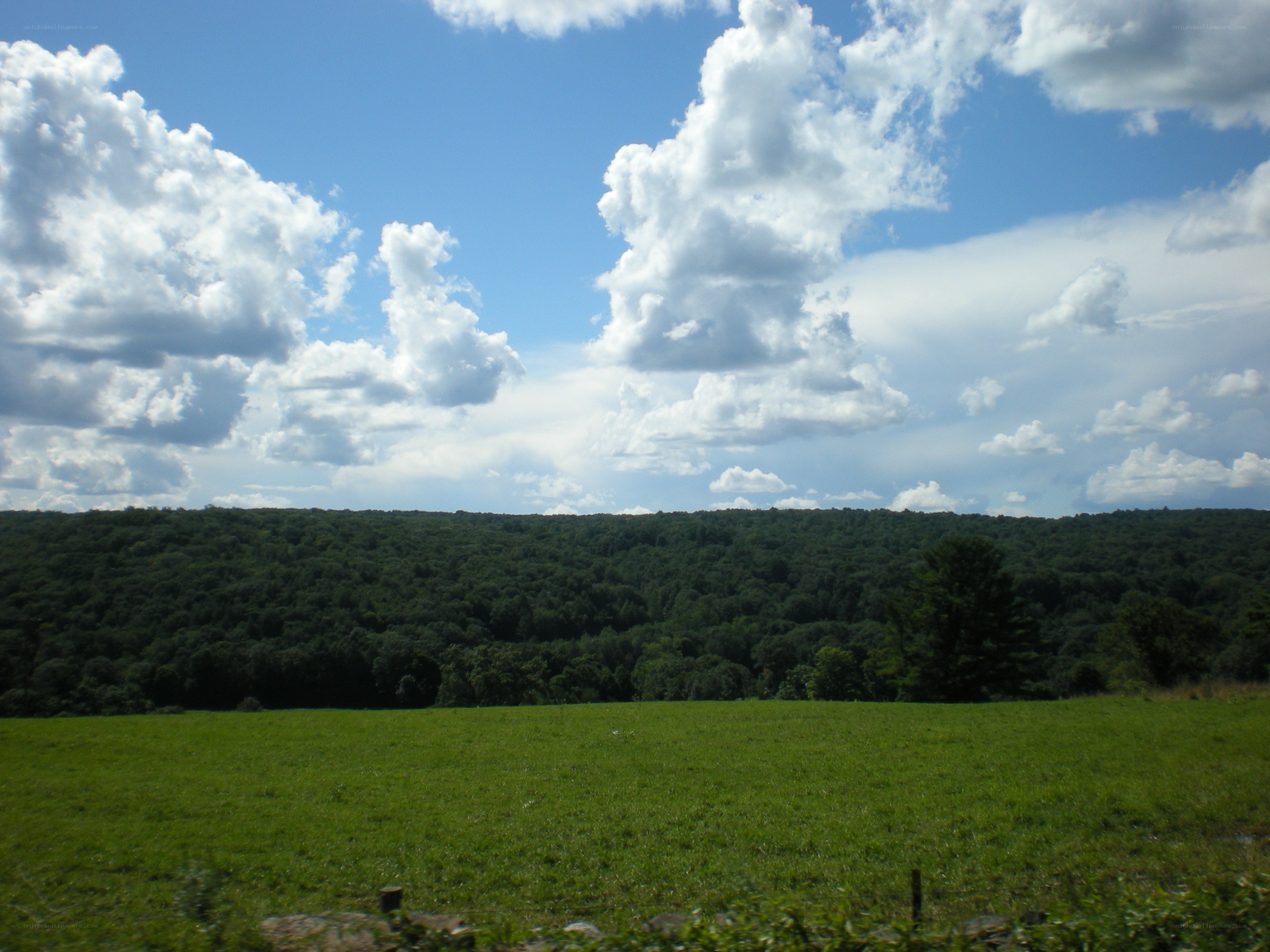 Green field with forested hill