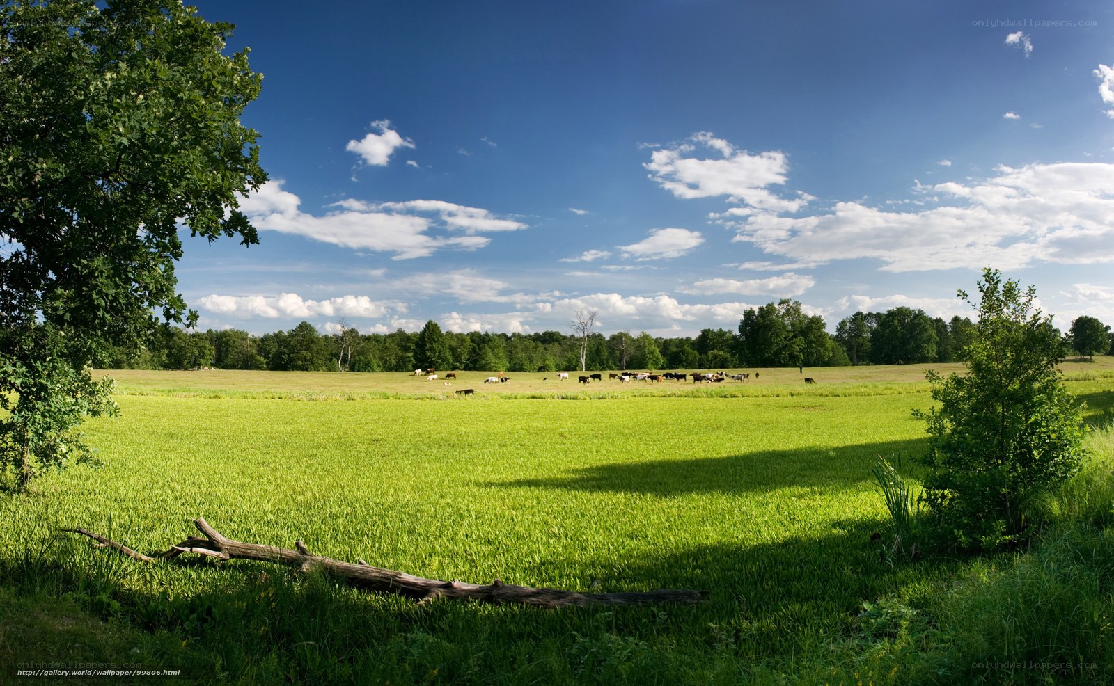 Green field with grazing cows