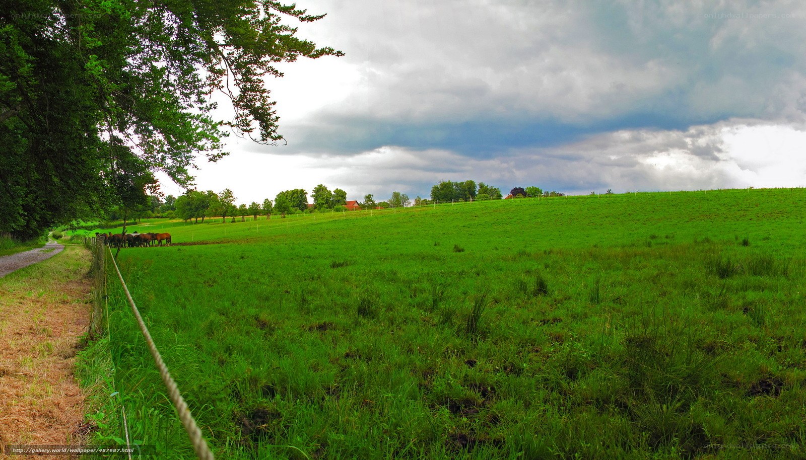 Green field with grazing horses