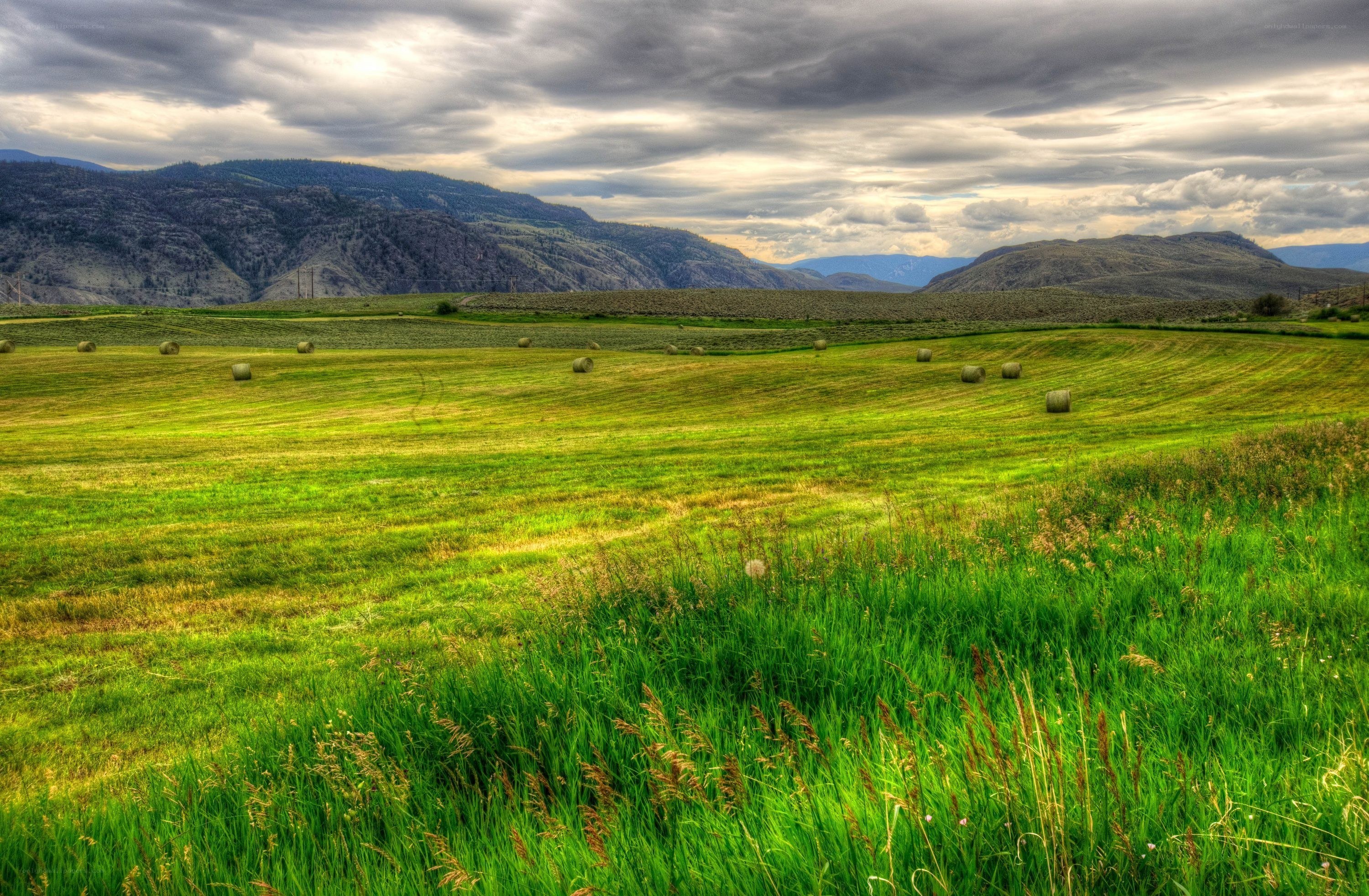 Green field with hay bales