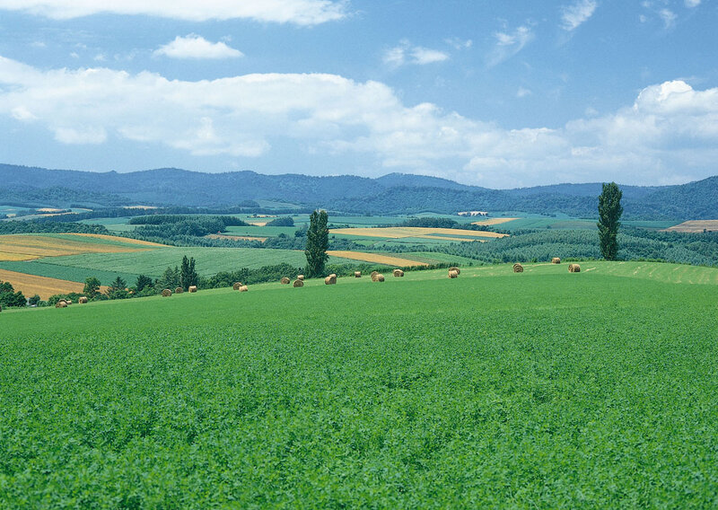 Green Field with Hay Bales — Serene, Afternoon