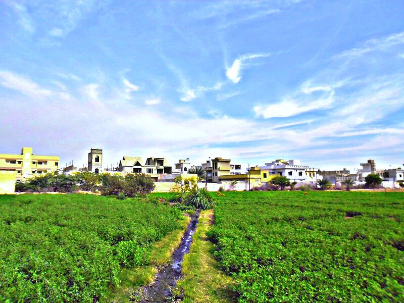Green Field with Houses