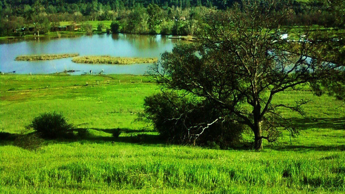 Green field with lake and tree