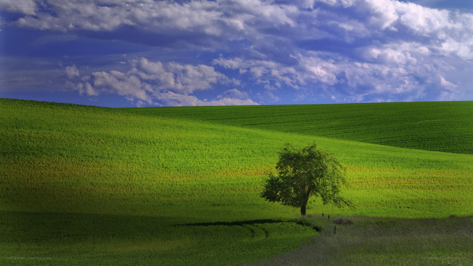 Green field with lone tree