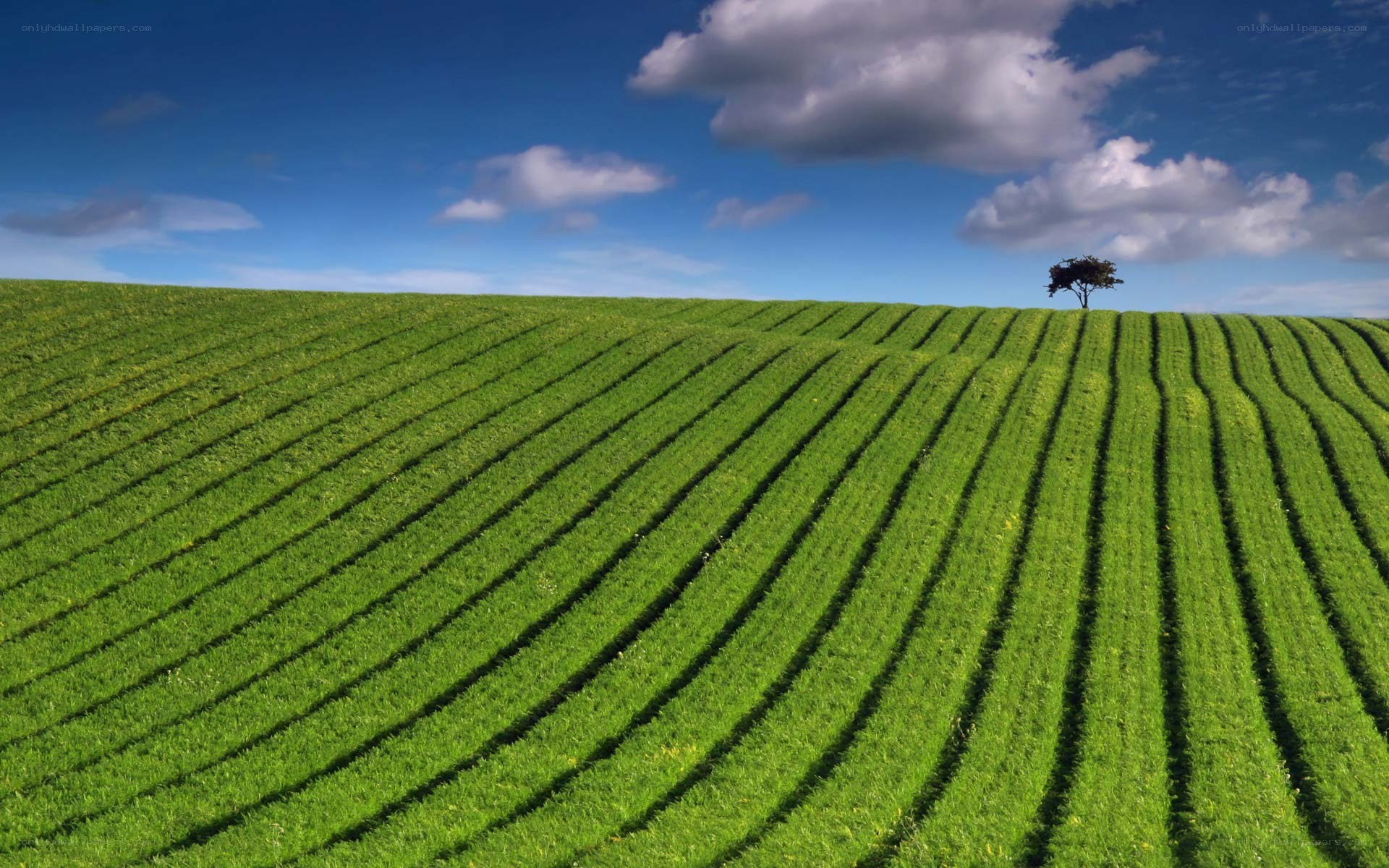 Green field with lone tree