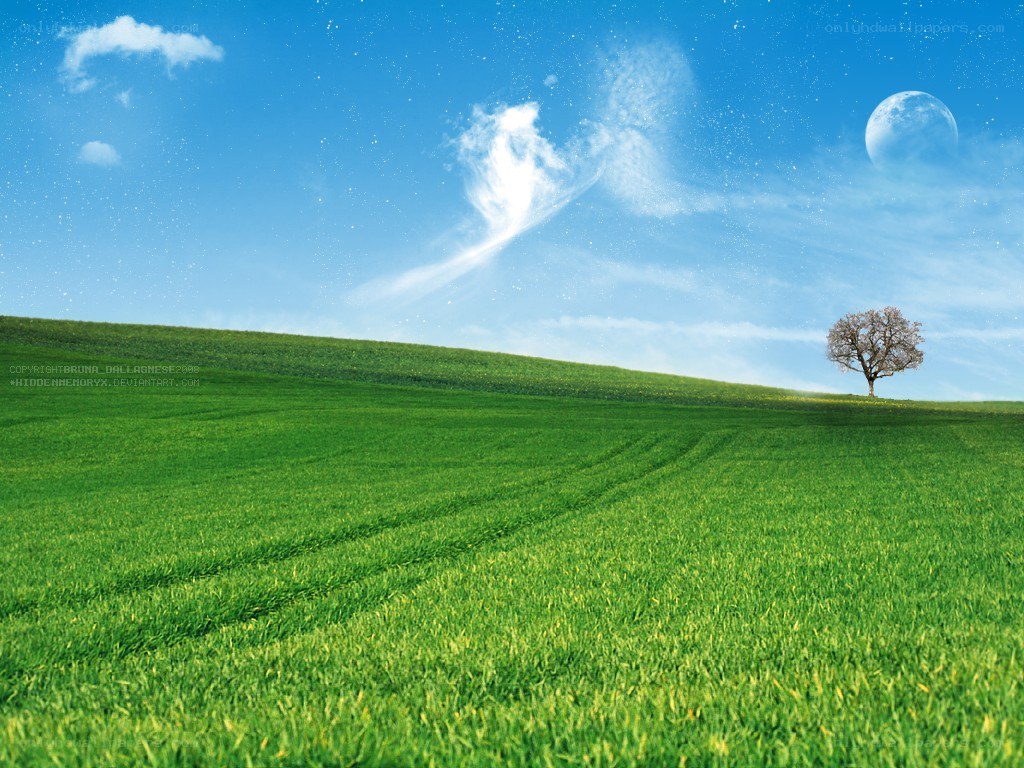 Green field with lone tree