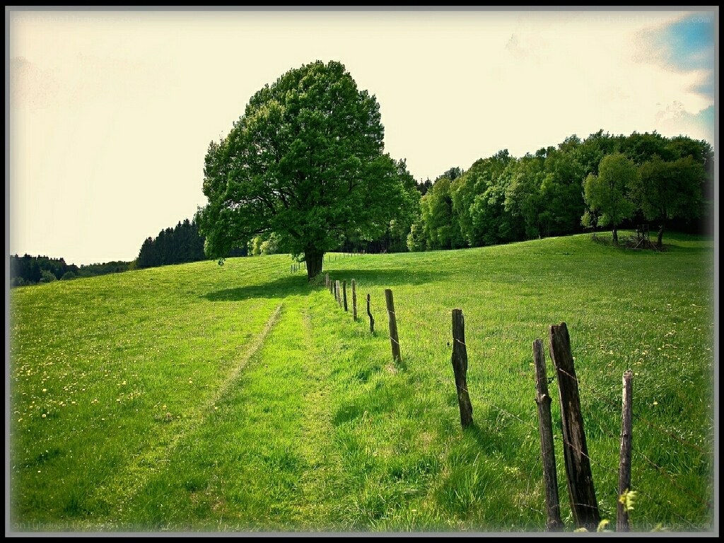 green field with lone tree