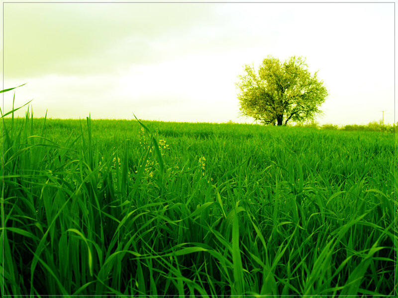 green field with lone tree