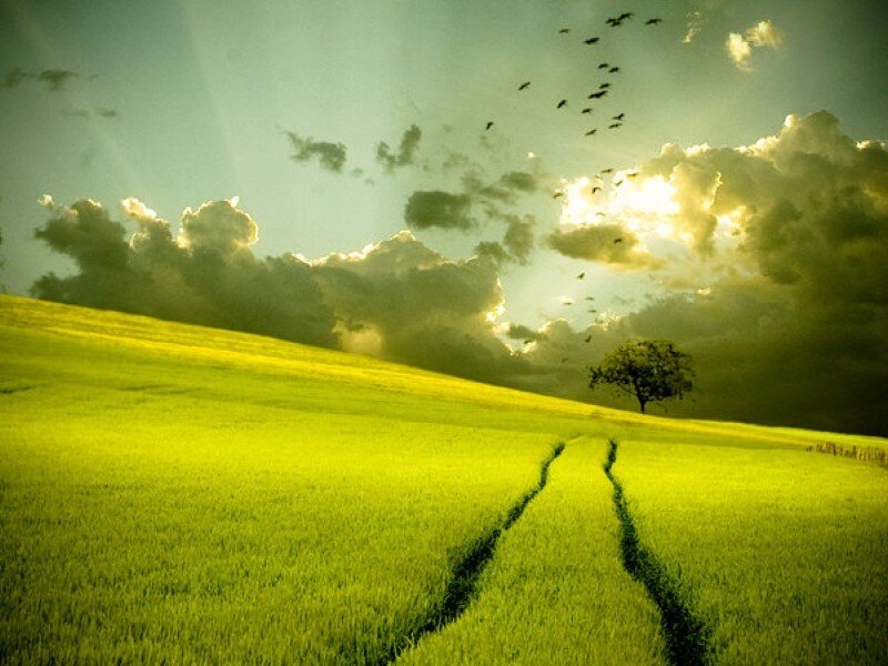 Green field with lone tree