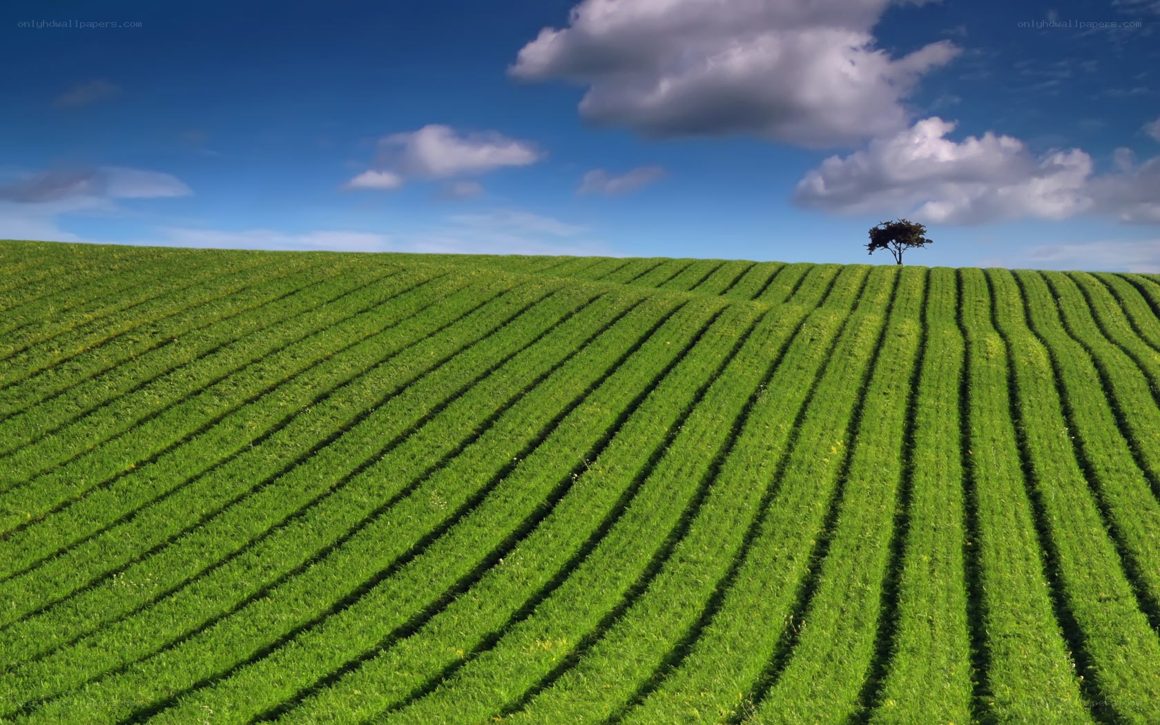 Green field with lone tree