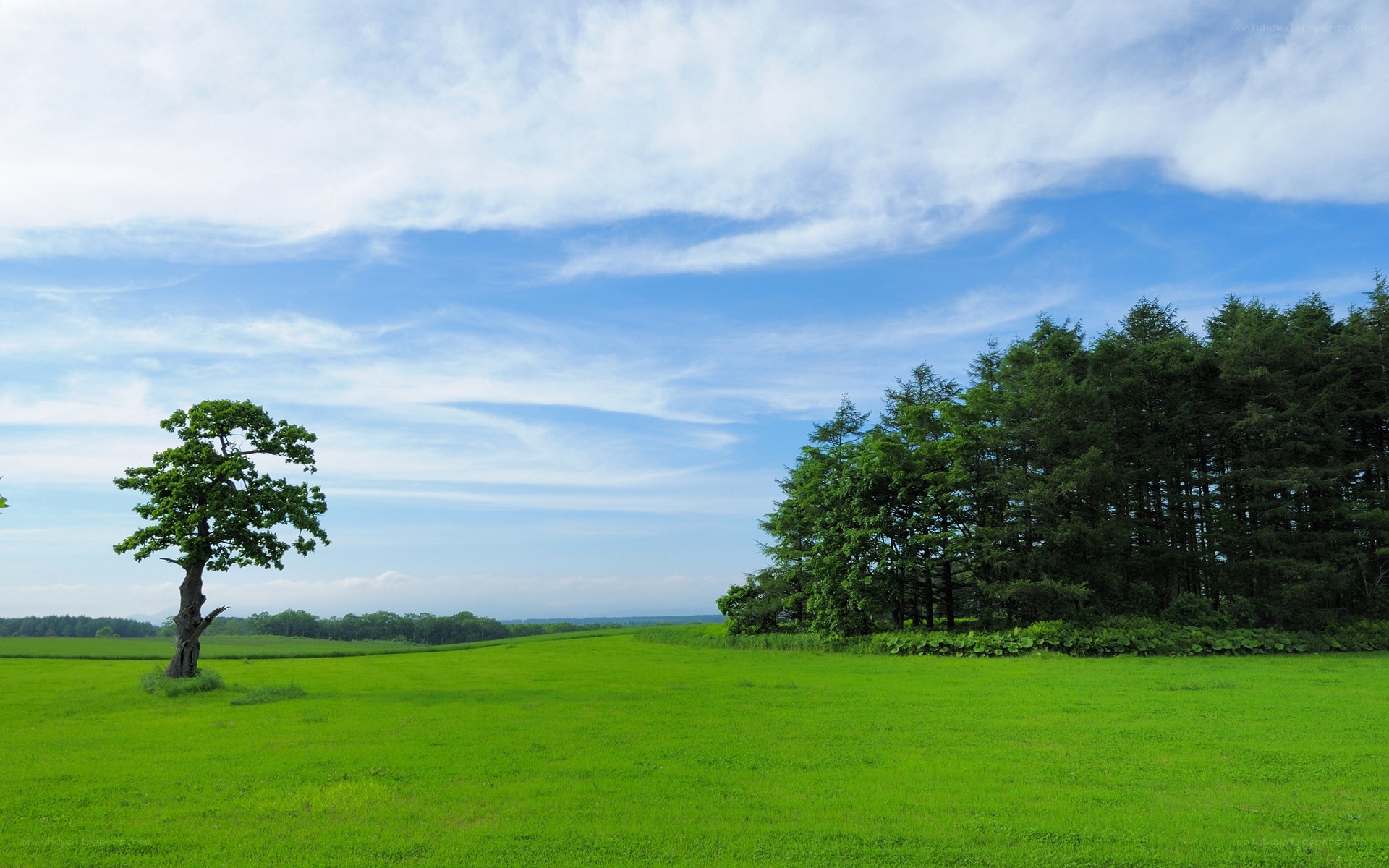 Green field with lone tree