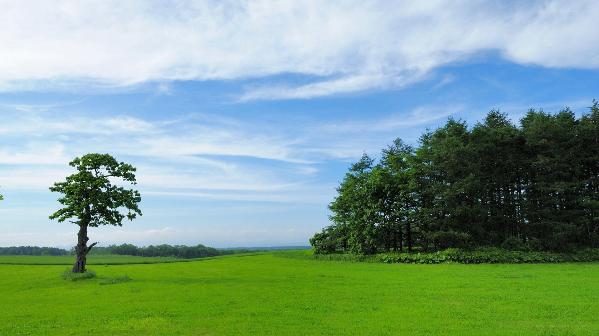 Green field with lone tree