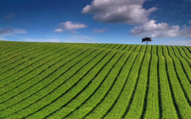 Green Field with Lone Tree — Serene, Afternoon, Photograph