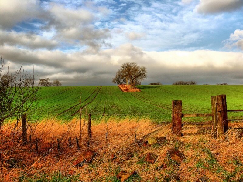 Green Field with Lone Tree — Serene, Afternoon