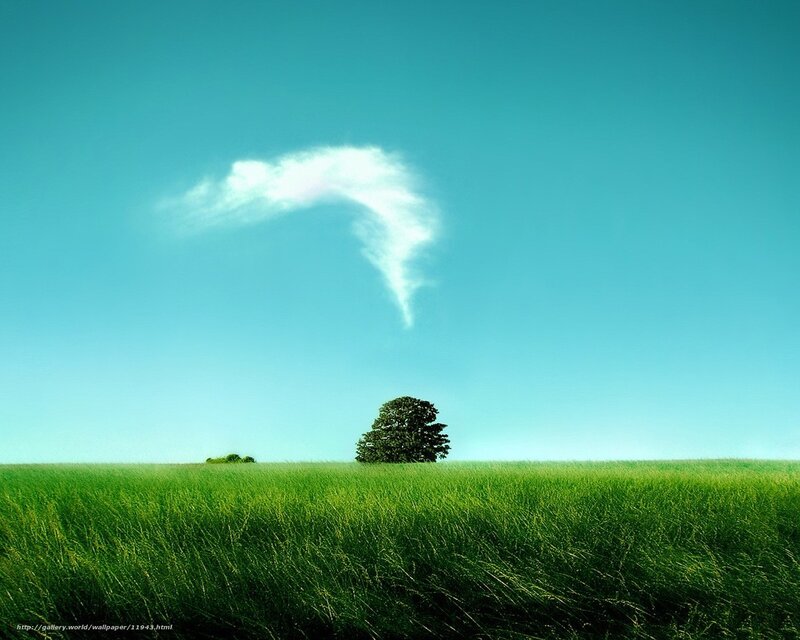 Green field with lone tree