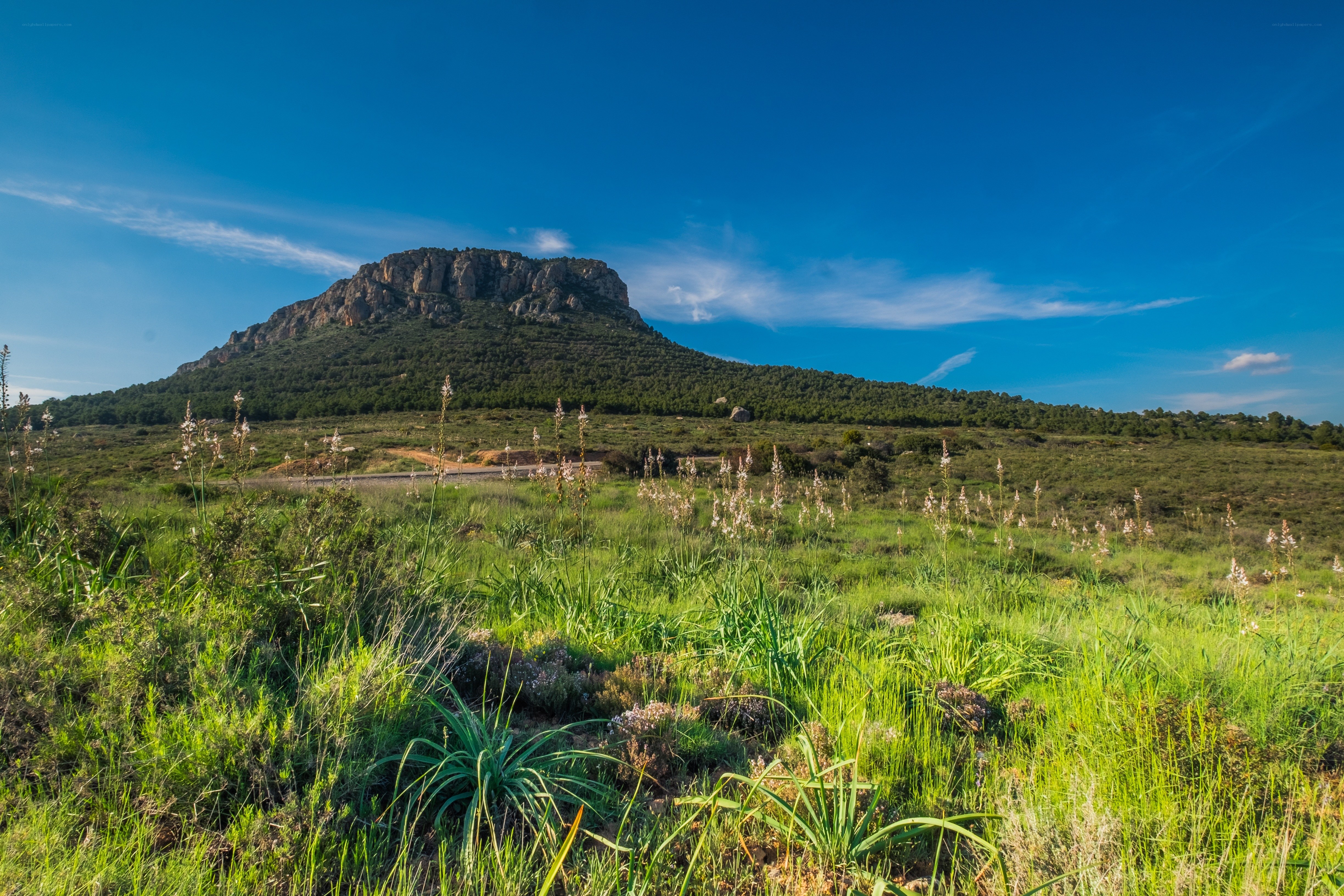 Green field with mountain in background