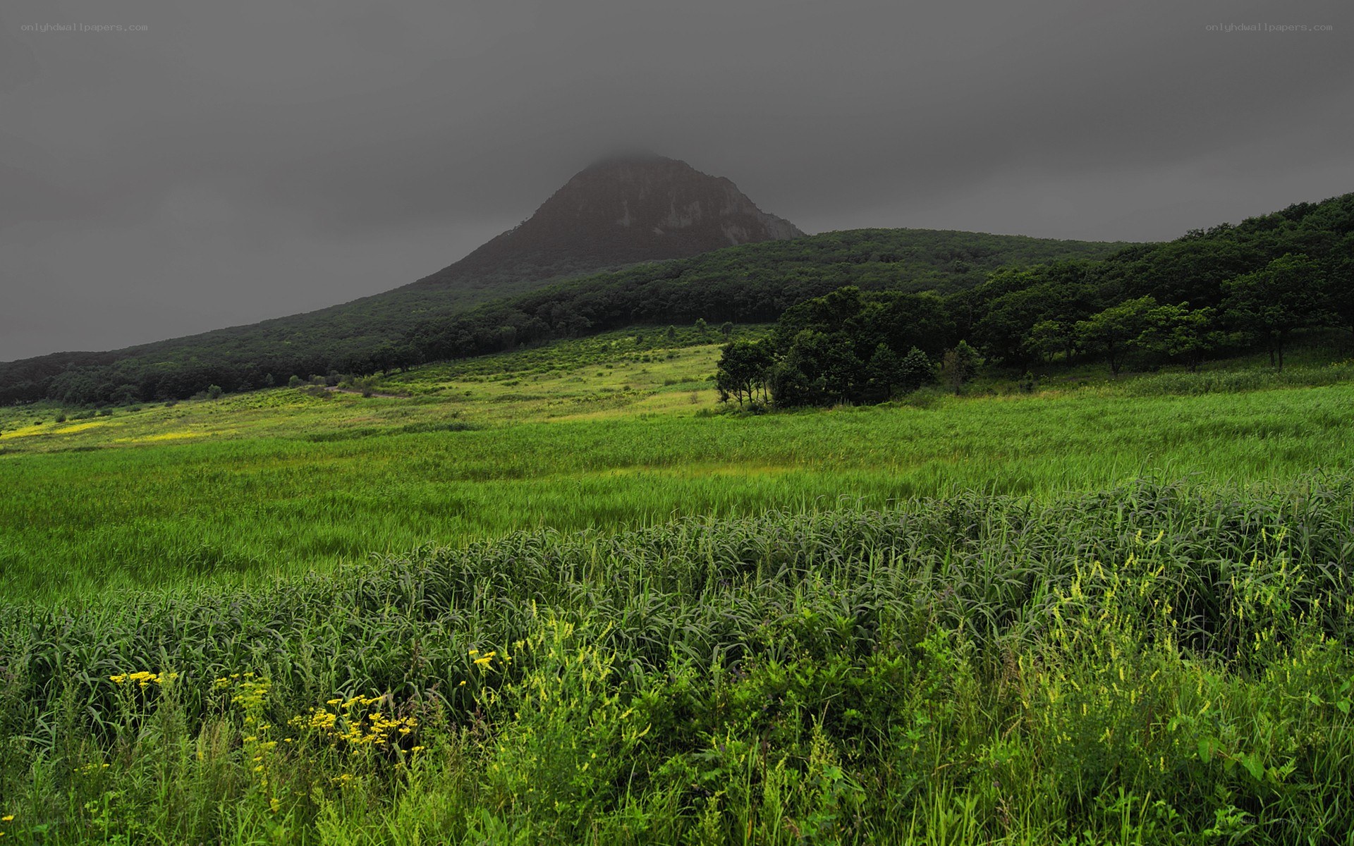 Green field with mountain in distance