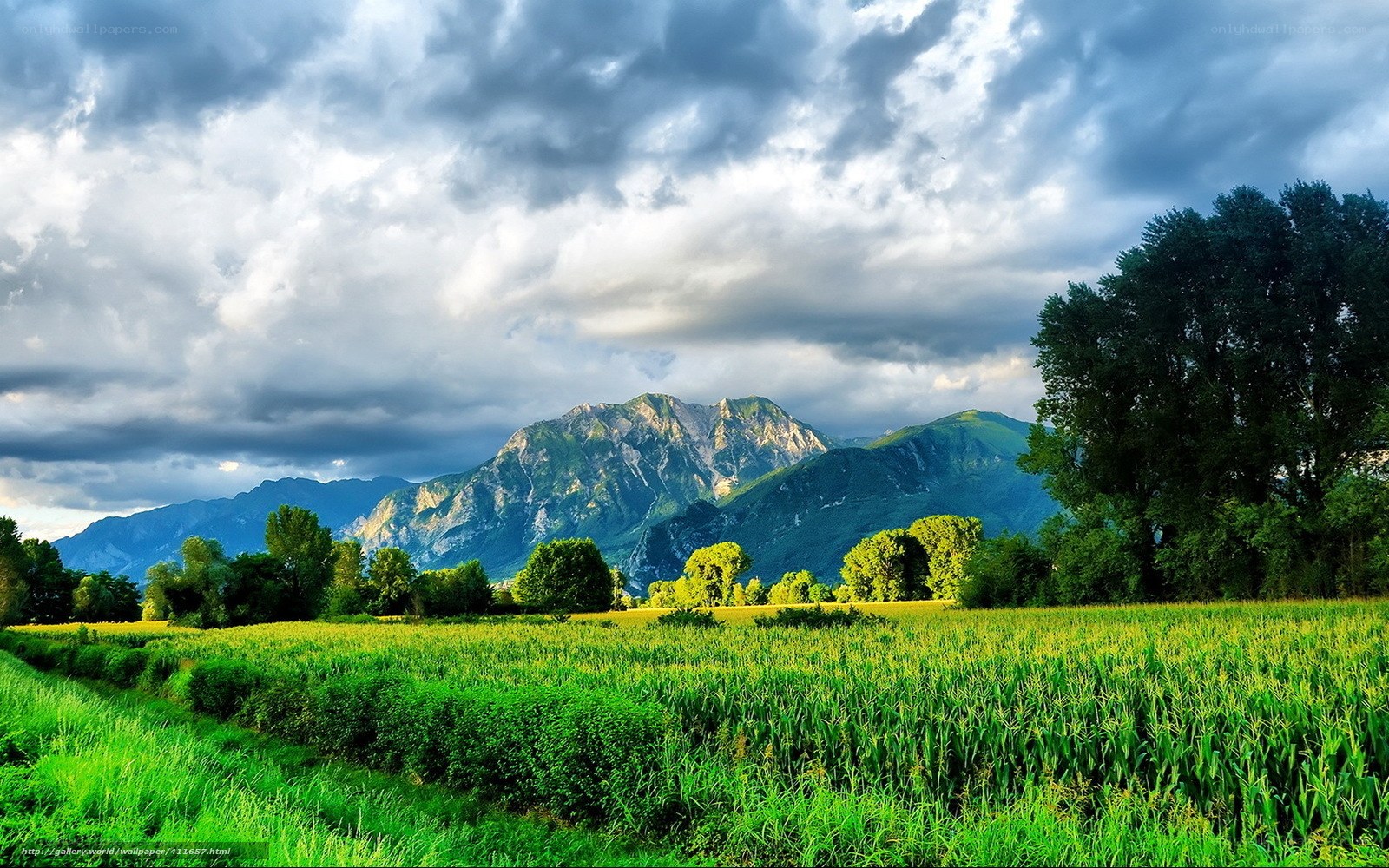 Green field with mountain view