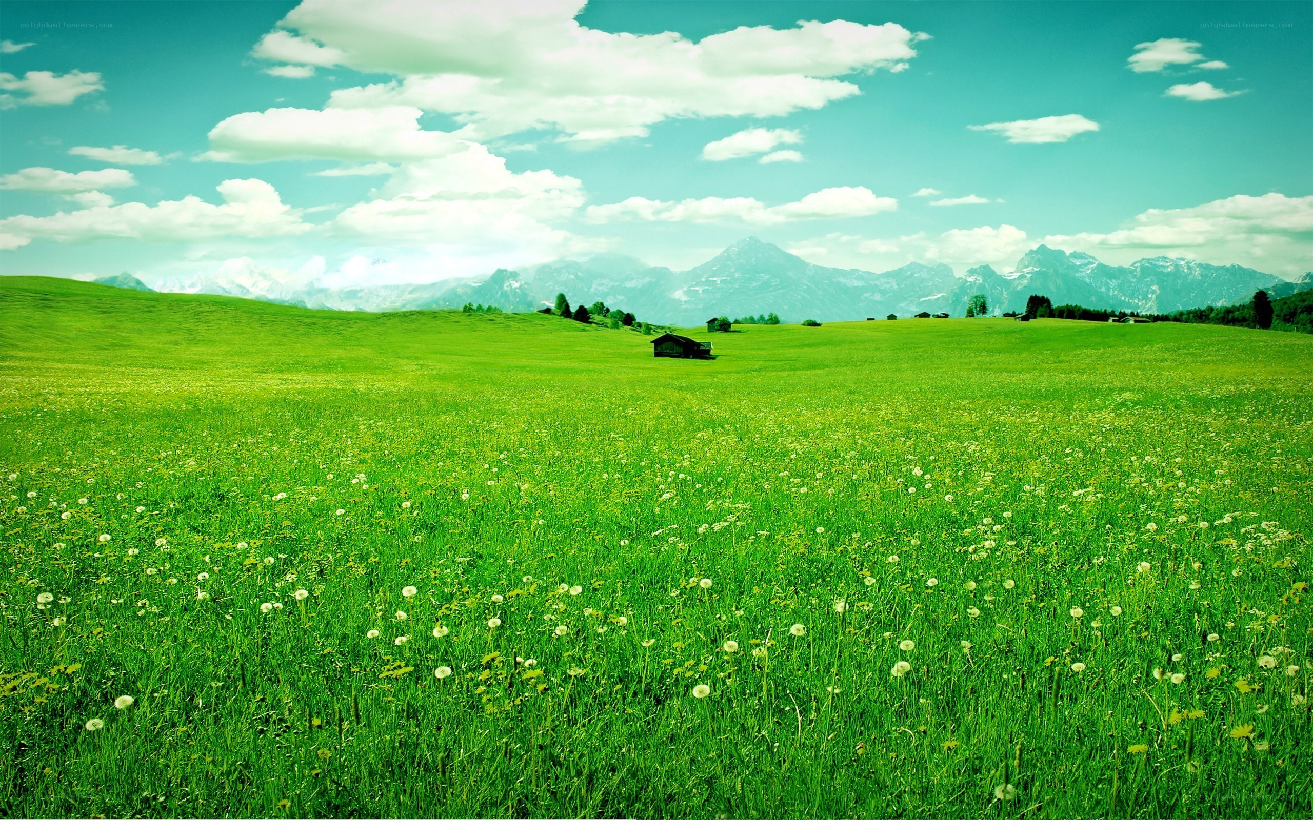 Green field with mountains