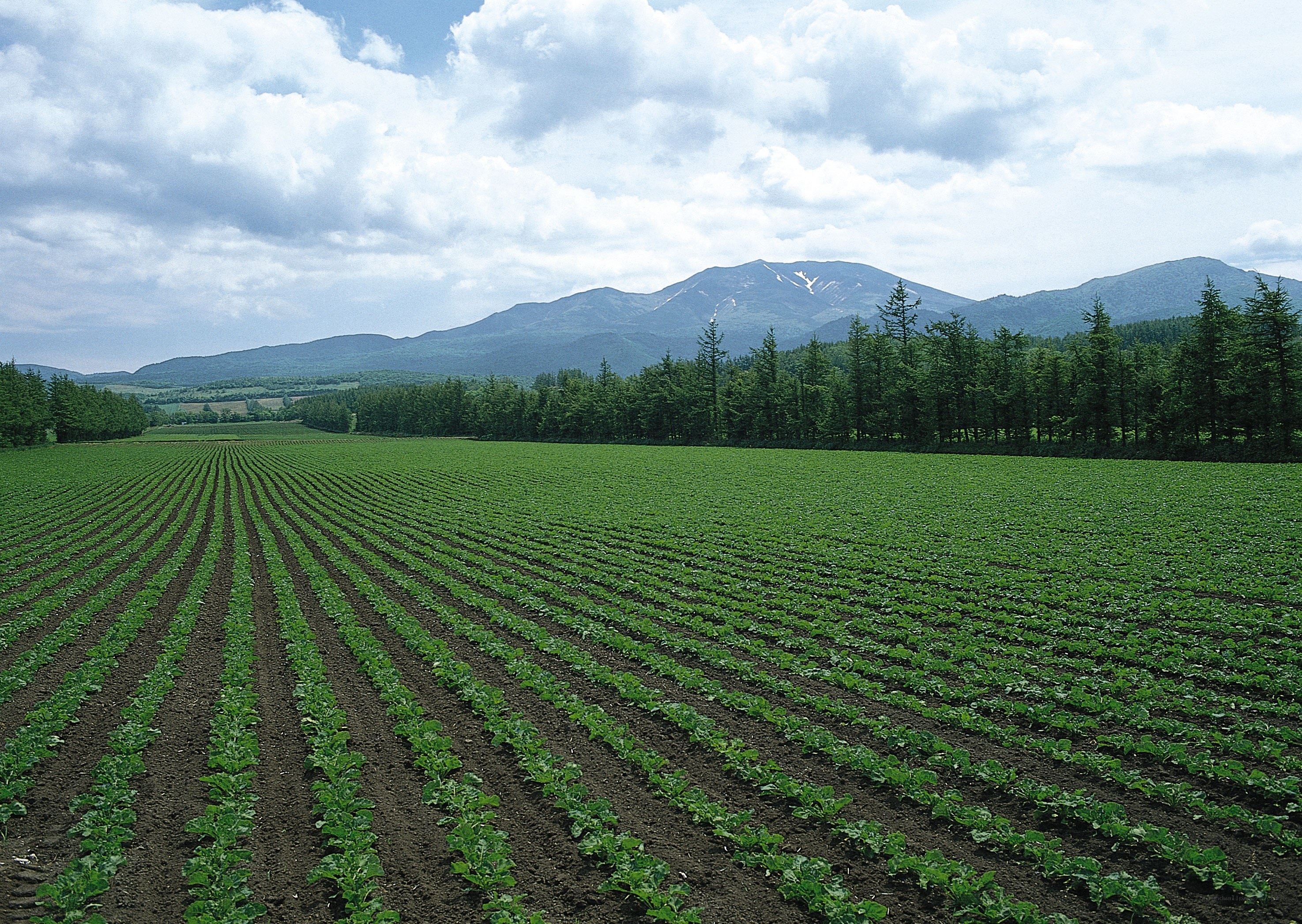 Green field with mountains in background