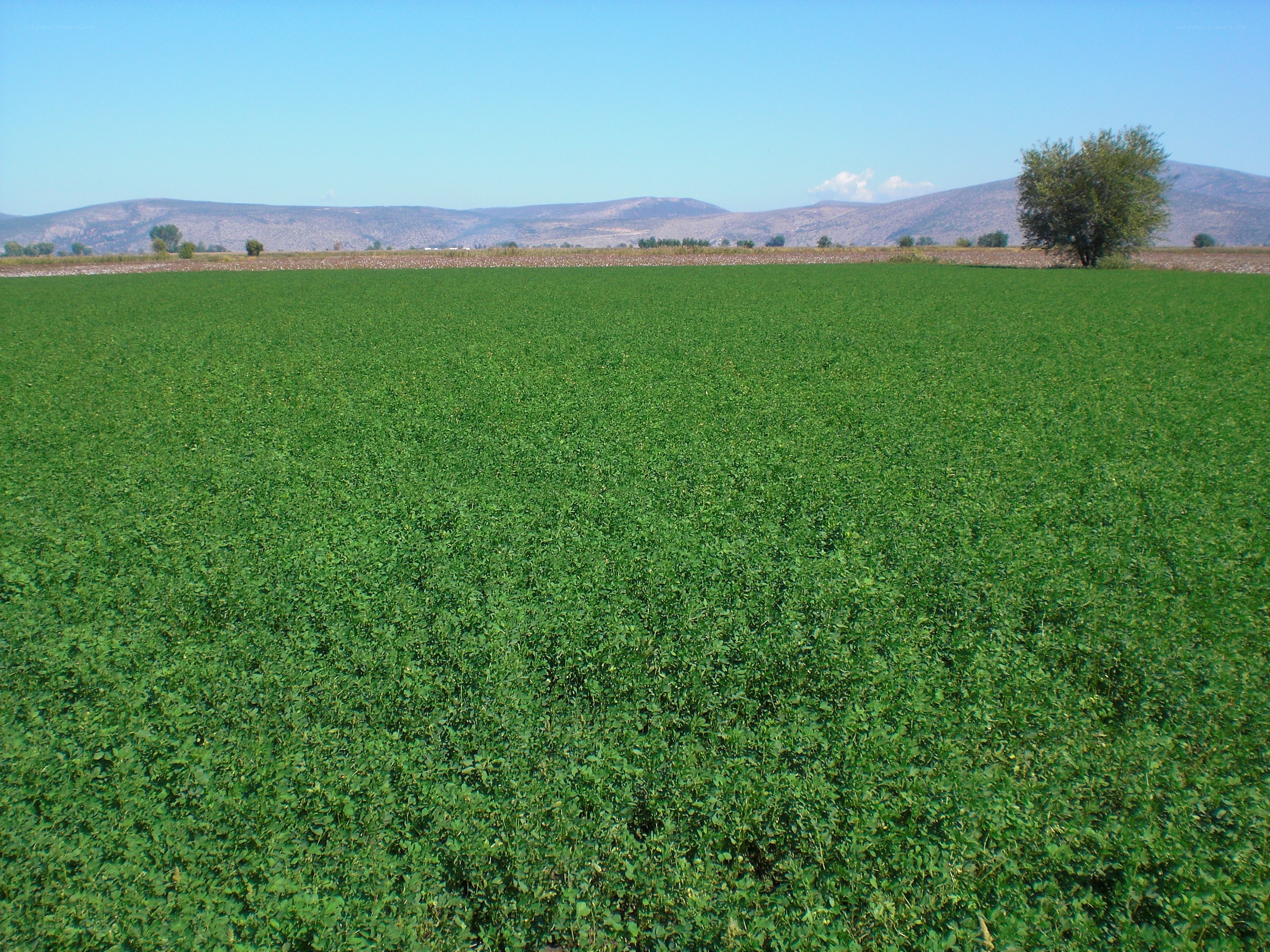 Green field with mountains in background