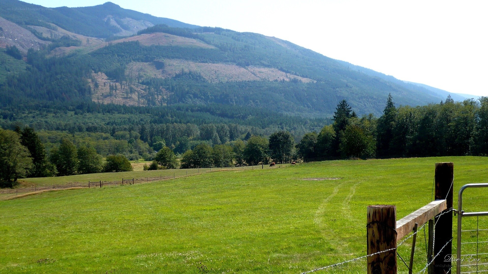 Green field with mountains in background