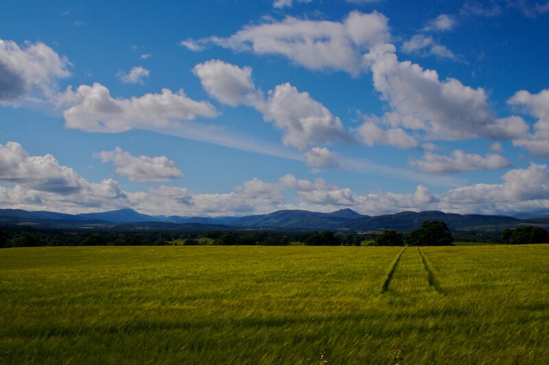 Green field with mountains in background