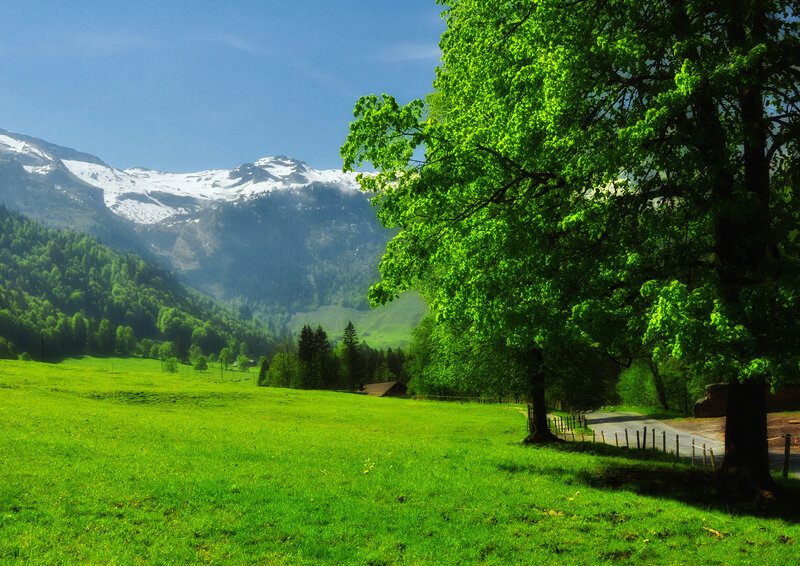 Green Field with Mountains — Serene, Afternoon, Photograph, Tree