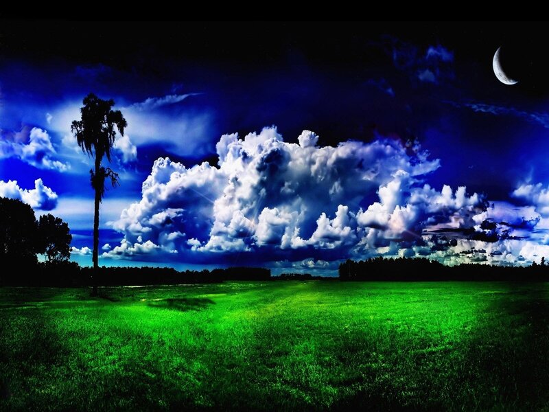 Green Field with Palm Tree — Dramatic