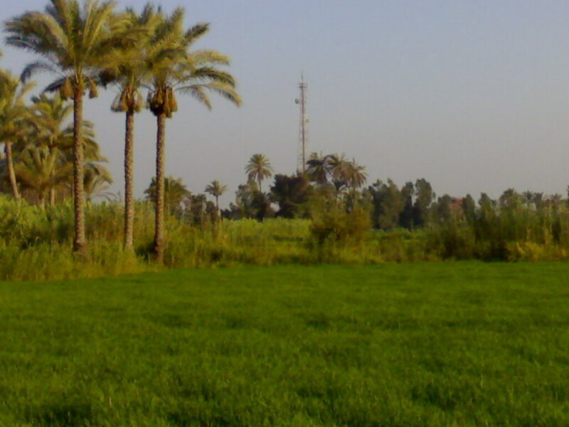 Green Field with Palm Trees — Serene, Afternoon