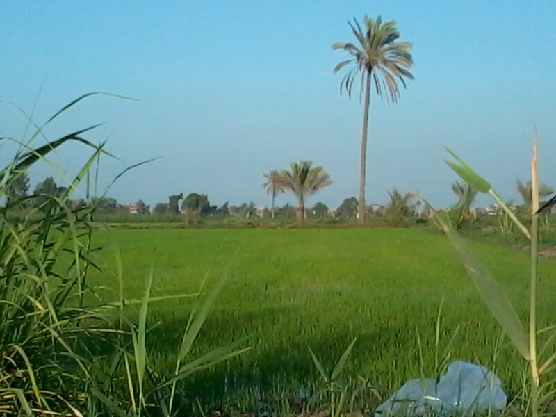 Green Field with Palm Trees — Serene, Morning