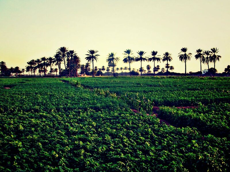 Green Field with Palm Trees — Serene