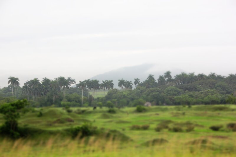 Green Field with Palm Trees