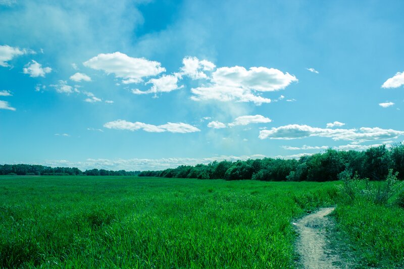 Green Field with Path — Serene, Afternoon, Photograph