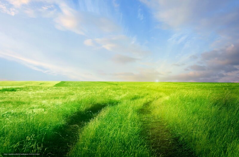 Green Field with Path — Serene, Afternoon